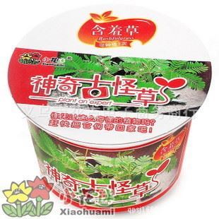 神奇古怪草与微型花卉 创意盆栽，点亮生活趣味