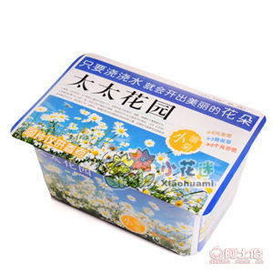 太太花园系列之香雪球 小花迷小花谷厂家直销室内花卉
