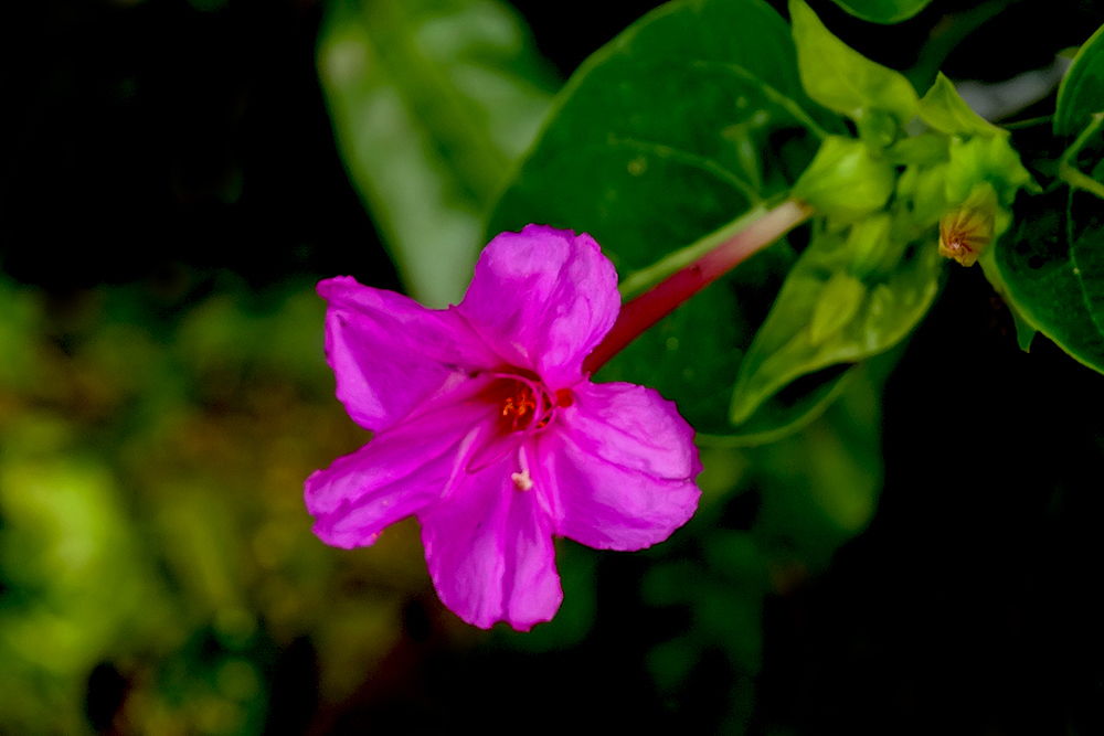 花卉产业与互联网网络技术开发的融合发展