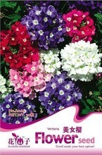 探索网络技术中的高效内容分发 以美女种子为例